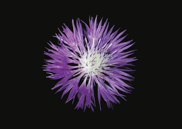 Produktbild: The Blooming Book