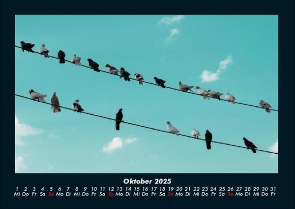Produktbild: V&ouml;gel 2025 Fotokalender DIN A4