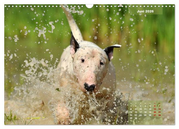 Produktbild: Bullterrier 2026 Frech und fr&ouml;hlich durch das Jahr (Wandkalender 2026 DIN A3 quer), CALVENDO Monatskalender