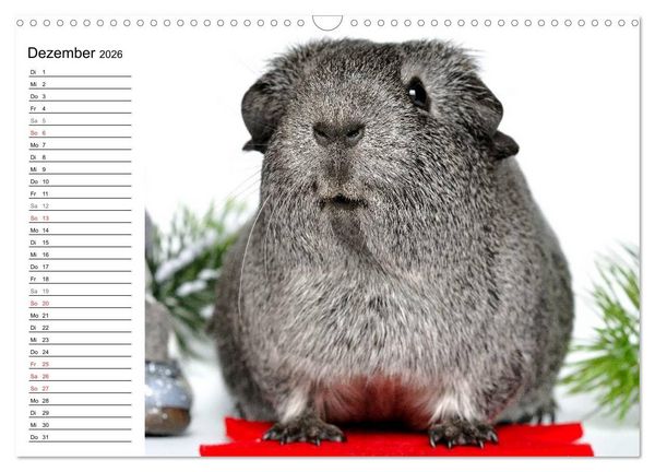 Produktbild: Meerschweinchen Niedliche Herzensbrecher (Wandkalender 2026 DIN A3 quer), CALVENDO Monatskalender