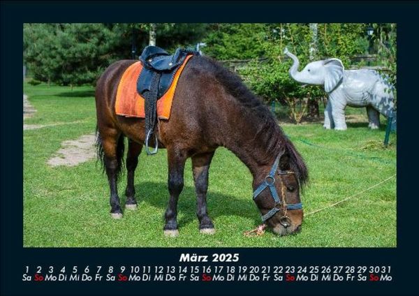 Produktbild: Pferdegefl&uuml;ster 2025 Fotokalender DIN A5