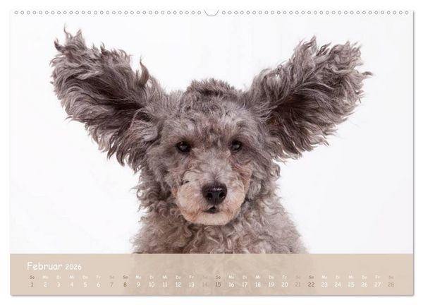 Produktbild: SCHLAPPOHREN (hochwertiger Premium Wandkalender 2026 DIN A2 quer), Kunstdruck in Hochglanz