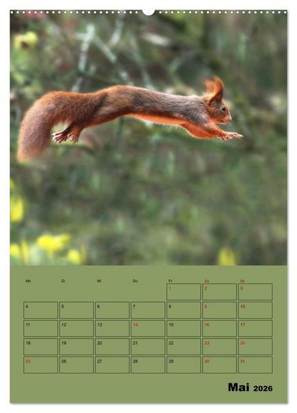Produktbild: Eichh&ouml;rnchen - Planer (hochwertiger Premium Wandkalender 2026 DIN A2 hoch), Kunstdruck in Hochglanz