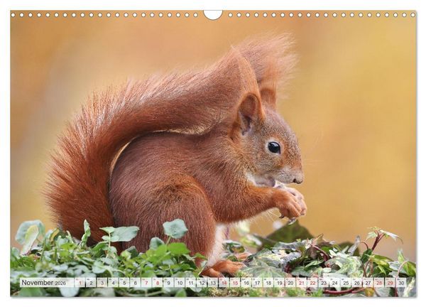 Produktbild: Besondere Augenblicke mit Eichh&ouml;rnchen (Wandkalender 2026 DIN A3 quer), CALVENDO Monatskalender
