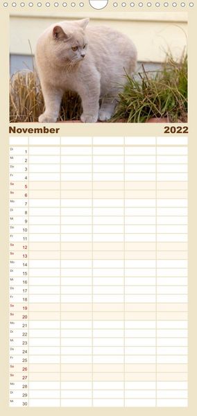 Produktbild: Familienplaner B&auml;rige Schmusetiger - Britisch Kurzhaar Katzen (Wandkalender 2022 , 21 cm x 45 cm, hoch)