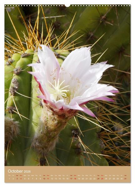 Produktbild: Succulents and Cacti - Strong Thorns, Delicate Blooms (High Quality Premium Wall Calendar 2026 DIN A2 portrait),CALVENDO 12 Month Wall Calendar