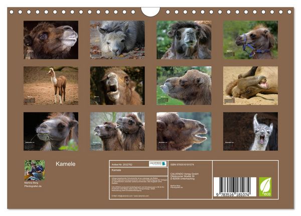 Produktbild: Kamele (Wandkalender 2026 DIN A4 quer), CALVENDO Monatskalender