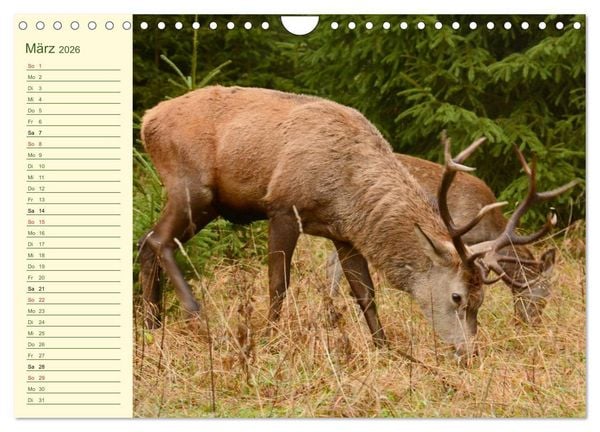 Produktbild: Begegnungen. DER HIRSCH (Wandkalender 2026 DIN A4 quer), CALVENDO Monatskalender