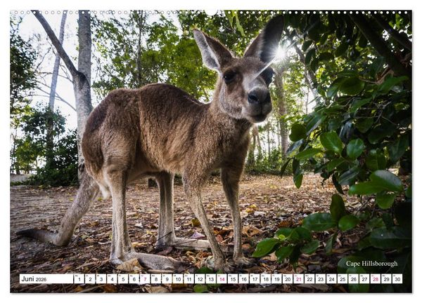 Produktbild: Australien Ostk&uuml;ste - von Cairns nach Sydney (hochwertiger Premium Wandkalender 2026 DIN A2 quer), Kunstdruck in Hochglanz
