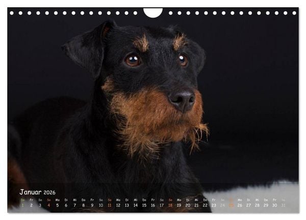 Produktbild: Jagdhunde - Treue Waidgesellen (Wandkalender 2026 DIN A4 quer), CALVENDO Monatskalender