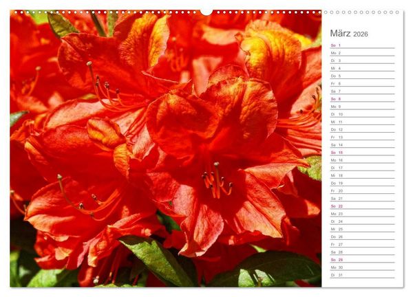 Produktbild: Rhododendron Sch&ouml;nheiten im Garten (hochwertiger Premium Wandkalender 2026 DIN A2 quer), Kunstdruck in Hochglanz