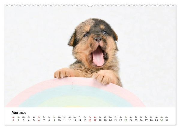 Produktbild: Baby Pfoten (hochwertiger Premium Wandkalender 2027 DIN A2 quer), Kunstdruck in Hochglanz