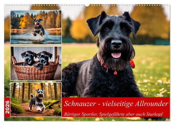 Produktbild: Schnauzer - vielseitige Allrounder (Wandkalender 2026 DIN A2 quer), CALVENDO Monatskalender
