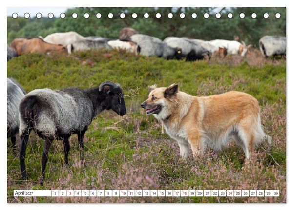 Produktbild: Die L&uuml;neburger Heide - Ausflugsziel im Norden (Tischkalender 2027 DIN A5 quer), CALVENDO Monatskalender