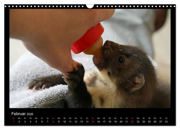 Produktbild: Marderkinder (Wandkalender 2026 DIN A3 quer), CALVENDO Monatskalender