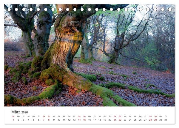 Produktbild: Im Deutschen Wald (Tischkalender 2026 DIN A5 quer), CALVENDO Monatskalender