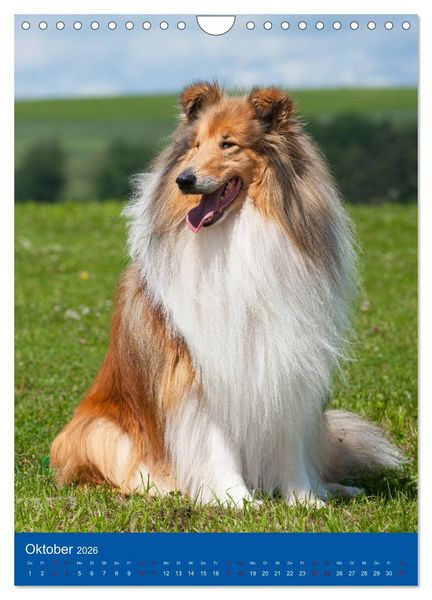 Produktbild: Traumhund Collie - Gl&uuml;ck auf vier Pfoten (Wandkalender 2026 DIN A4 hoch), CALVENDO Monatskalender