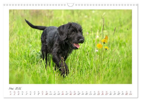 Produktbild: Riesenschnauzer - Treue Partner (Wandkalender 2026 DIN A3 quer), CALVENDO Monatskalender
