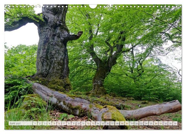 Produktbild: Hutewald Halloh - Baumriesen aus vergangenen Zeiten (Wandkalender 2027 DIN A3 quer), CALVENDO Monatskalender