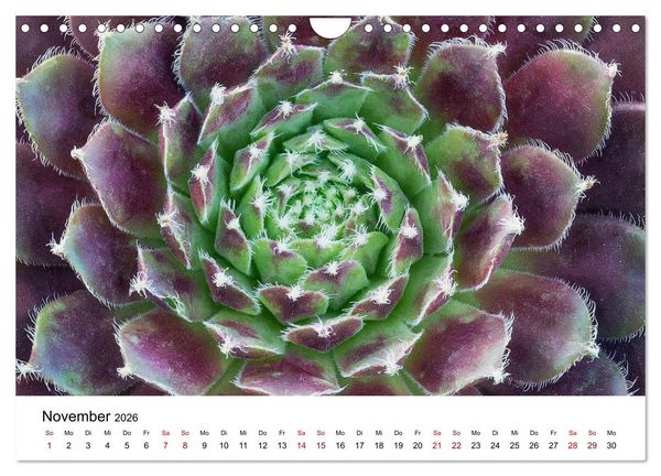 Produktbild: Sukkulenten Galerie (Wandkalender 2026 DIN A4 quer), CALVENDO Monatskalender