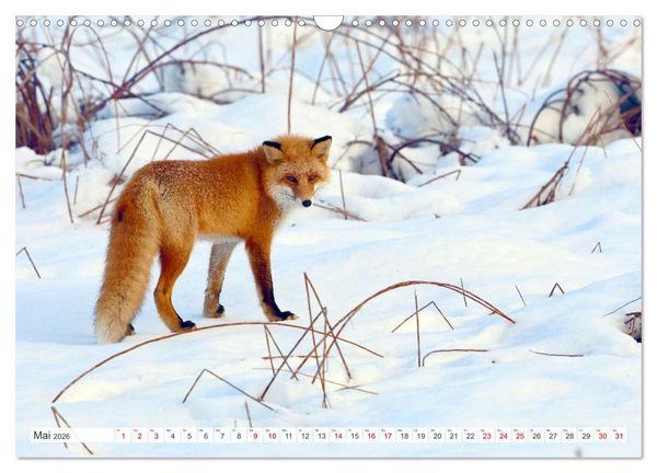 Produktbild: Wildes Japan - Hokkaido im Winter (Wandkalender 2026 DIN A3 quer), CALVENDO Monatskalender