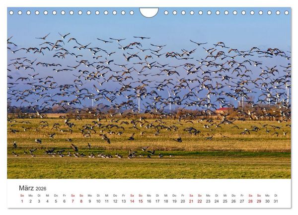 Produktbild: Schutzgebiet Wattenmeer (Wandkalender 2026 DIN A4 quer), CALVENDO Monatskalender