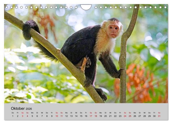 Produktbild: COSTA RICA - Tierische Momente (Wandkalender 2026 DIN A4 quer), CALVENDO Monatskalender