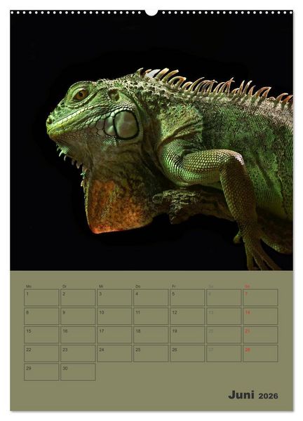 Produktbild: Minidrachen - Die kleinen Nachkommen der Urzeitmonster (hochwertiger Premium Wandkalender 2026 DIN A2 hoch), Kunstdruck in Hochglanz