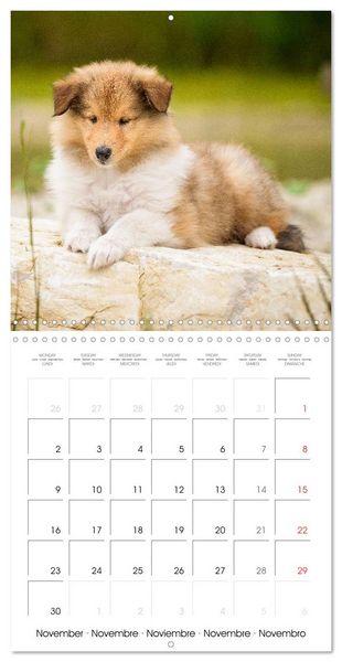 Produktbild: Lovely Collie 2026 (Wall Calendar 2026 12 &times; 12 Inch) CALVENDO 12 Month Wall Calendar