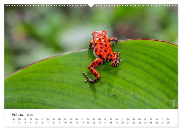 Produktbild: Fr&ouml;sche - Die wundersch&ouml;ne Welt der bunten H&uuml;pfer. (Wandkalender 2026 DIN A2 quer), CALVENDO Monatskalender