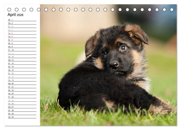 Produktbild: Deutscher Sch&auml;ferhund - Welpen (Tischkalender 2026 DIN A5 quer), CALVENDO Monatskalender