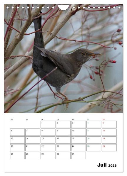 Produktbild: Heimische Singv&ouml;gel (Wandkalender 2026 DIN A4 hoch), CALVENDO Monatskalender