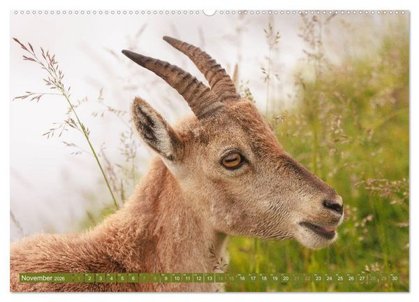 Produktbild: Steinb&ouml;cke am Niederhorn (Wandkalender 2026 DIN A2 quer), CALVENDO Monatskalender