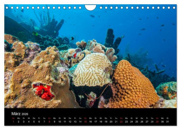 Produktbild: Abgetaucht - an den K&uuml;sten vor Cura&ccedil;ao (Wandkalender 2026 DIN A4 quer), CALVENDO Monatskalender