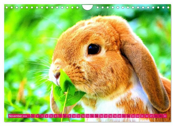 Produktbild: Kaninchen. Putzig, flauschig und geliebt (Wandkalender 2026 DIN A4 quer), CALVENDO Monatskalender