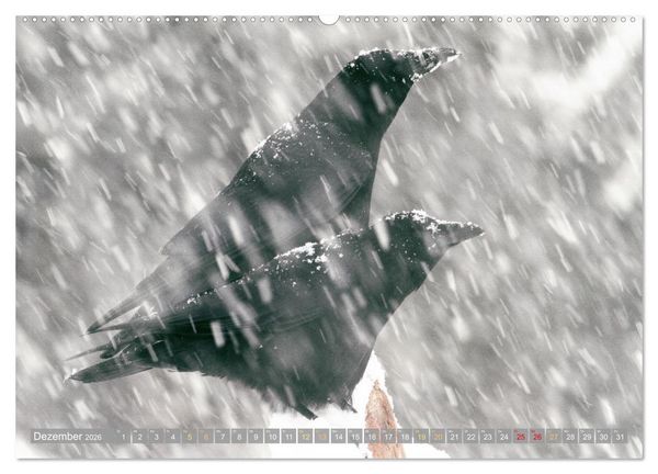 Produktbild: Rabenv&ouml;gel: Schwarz, schlau, sch&ouml;n (hochwertiger Premium Wandkalender 2026 DIN A2 quer), Kunstdruck in Hochglanz