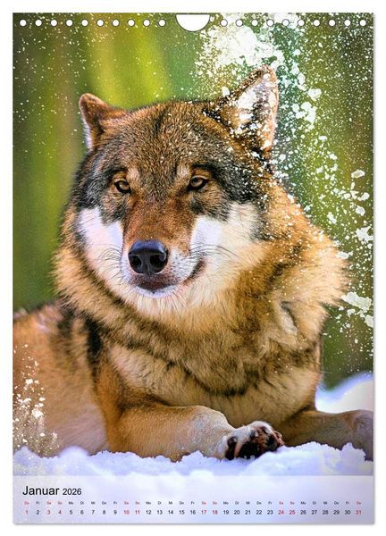 Produktbild: Das Wesen der W&ouml;lfe (Wandkalender 2026 DIN A4 hoch), CALVENDO Monatskalender