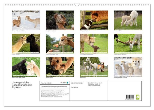 Produktbild: Unvergessliche Begegnungen mit Alpakas (Wandkalender 2026 DIN A2 quer), CALVENDO Monatskalender