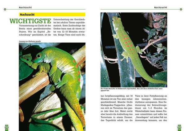 Produktbild: Der Gro&szlig;e Madagaskar-Taggecko
