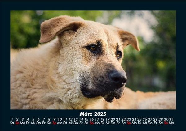 Produktbild: Hunde 2025 Fotokalender DIN A5