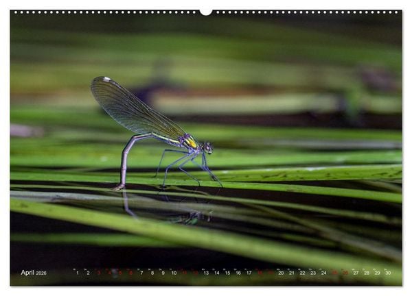 Produktbild: Naturwunder Libellen (Wandkalender 2026 DIN A2 quer), CALVENDO Monatskalender