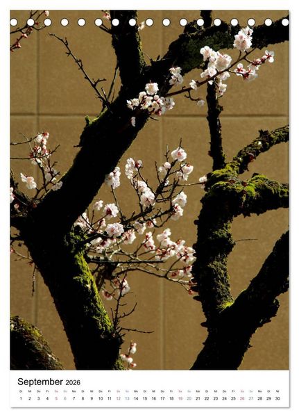 Produktbild: Japan - Kirschbl&uuml;ten (Tischkalender 2026 DIN A5 hoch), CALVENDO Monatskalender