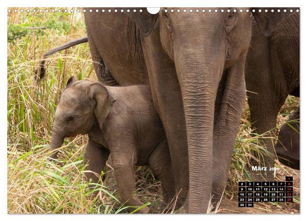 Produktbild: Bedrohte Riesen - Elefanten in Sri Lanka (Wandkalender 2026 DIN A3 quer), CALVENDO Monatskalender