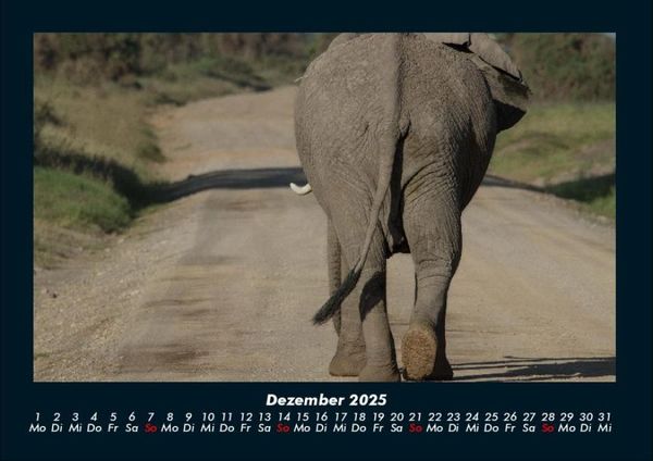 Produktbild: Der Elefantenkalender 2025 Fotokalender DIN A4