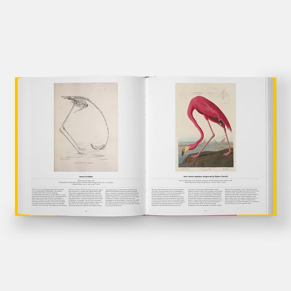 Produktbild: Bird: Exploring the Winged World