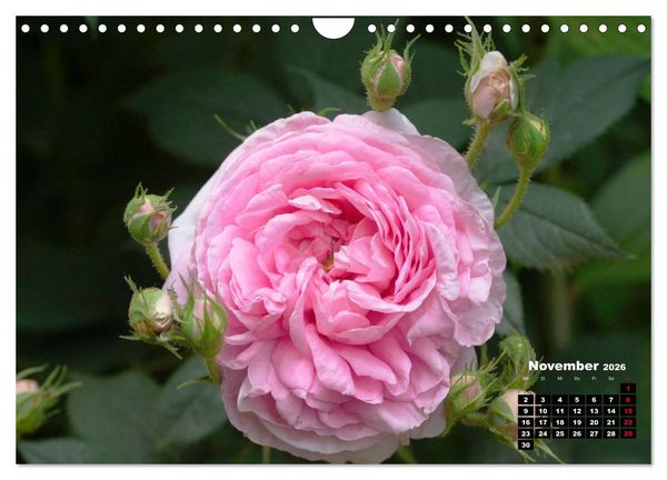 Produktbild: Magie der Rosen (Wandkalender 2026 DIN A4 quer), CALVENDO Monatskalender