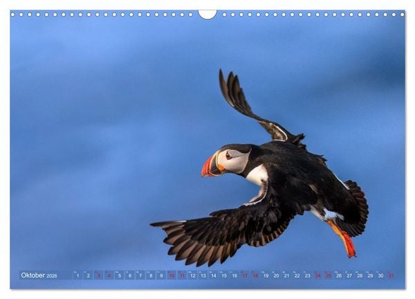 Produktbild: Puffins - Papageientaucher auf Island (Wandkalender 2026 DIN A3 quer), CALVENDO Monatskalender