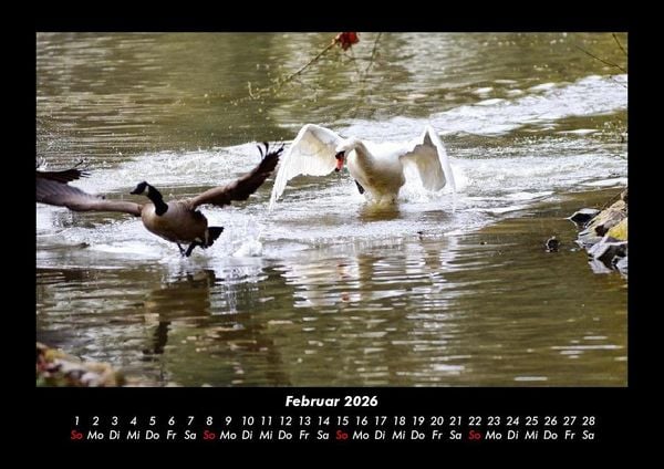 Produktbild: Enten 2026 Fotokalender DIN A3