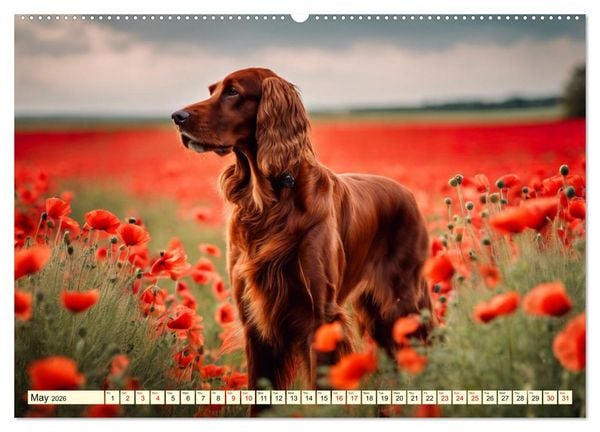 Produktbild: Irish Setter - pure grace (Wall Calendar 2026 DIN A2 landscape), CALVENDO 12 Month Wall Calendar