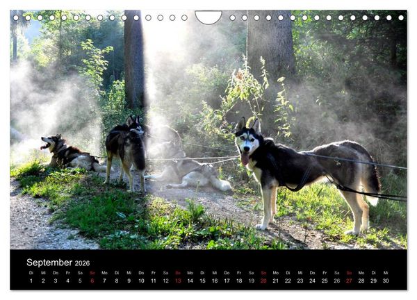 Produktbild: Sibirische Huskys aus Deutschland (Wandkalender 2026 DIN A4 quer), CALVENDO Monatskalender
